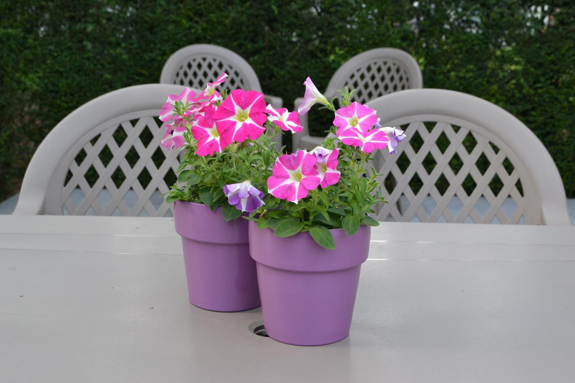 B&B Lobelia-Brugge Kültér fotó